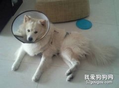 了解寵物絕育誤區