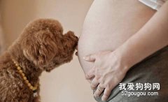 懷孕不能養寵物嗎？