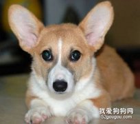 不適合喂養狗狗的人群