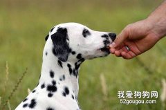 不合理的食物會導致狗狗消化不良！