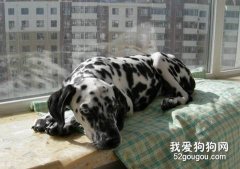 狗狗吃多少算吃飽了?
