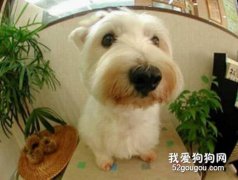 狗狗嘴上的毛發黃如何解決