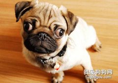 狗狗發育遲緩怎么辦？