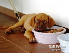 給狗狗買狗糧要注意適口性