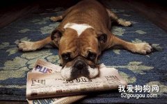 哪些狗狗不愛運動？