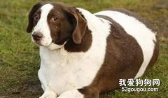 如何判斷狗狗是否肥胖？