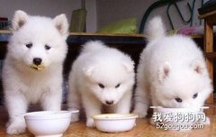 主人需要掌握三個喂養狗狗的常識