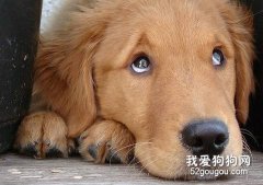 狗狗肢體語言表達的意思