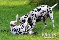 怎么改掉狗狗撕咬的惡習？