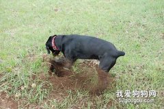 為什么狗狗喜歡挖洞？