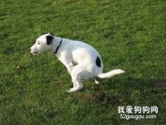 如何訓練狗狗到室外上廁所？
