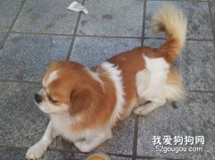 狗狗走丟以后可以通過氣味回家嗎？