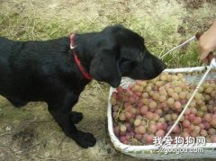 對狗狗有害的水果