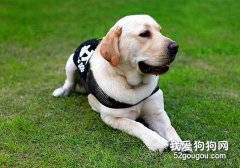 導盲犬如何判斷去哪里？