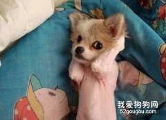 給狗狗剃毛的危害有哪些？
