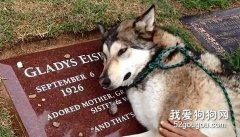 狗狗為什么如此忠誠？