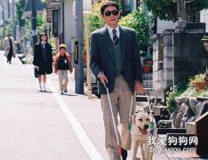 什么狗狗適合當導盲犬？
