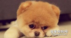 以下情況不能給狗狗洗澡