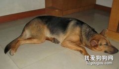 狗狗消化不良的癥狀