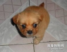 狗狗長不高的原因