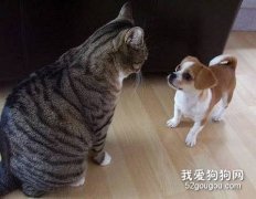 讓貓咪和狗狗相處的辦法