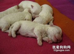幼犬什么時候可以斷奶？