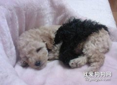 狗狗拉肚子不能隨便用藥