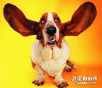 怎么給狗狗清理耳朵？