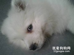 狗狗有眼屎怎么辦？