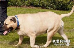 狗狗減肥正確的方式