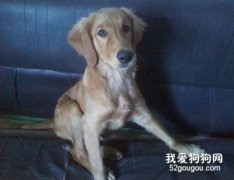 狗狗生長過慢的原因