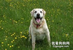 照顧老年狗狗注意事項