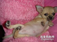 給狗狗進行驅蟲要注意什么？