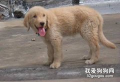 如何糾正狗狗吃便便？