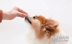 如何解決狗狗蛔蟲病？
