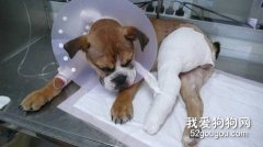 狗狗骨折的應急處理