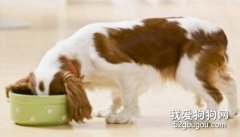 狗狗吃的太飽會造成哪些危害？