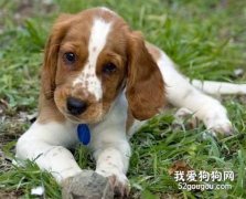 狗狗有腸胃炎怎么辦？