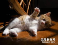 如何改掉貓咪的壞習慣？