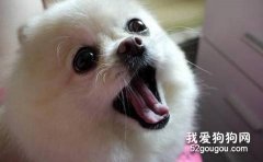 如何制止狗狗亂叫的行為？