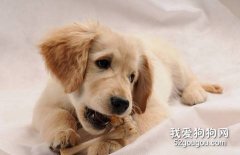 狗狗什么時候開始長牙？