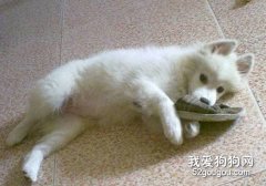 怎么訓練狗狗改掉壞習慣？