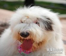狗狗毛發粗糙怎么辦？