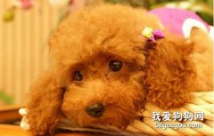 如何正確的給狗狗補鈣？