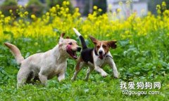 怎么讓狗狗不進行追咬其他動物？
