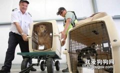 狗狗托運注意事項