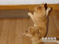 如何讓貓咪使用貓抓板？
