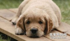 狗狗發燒怎么辦？