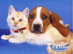 貓狗何時結扎才合適？