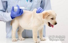 狗狗注射疫苗失敗的原因